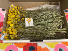Load image into Gallery viewer, Full size box of billy buttons (very limited availability)