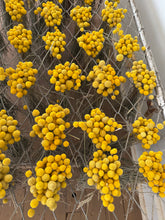 Load image into Gallery viewer, Limited availability - 2025 bunch of billy buttons!
