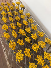Load image into Gallery viewer, Limited availability - 2025 bunch of billy buttons!
