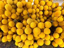 Load image into Gallery viewer, Limited availability - 2023 bunch of billy buttons!
