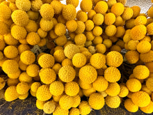 Load image into Gallery viewer, Limited availability - 2025 bunch of billy buttons!
