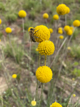 Load image into Gallery viewer, Billy Button Seeds

