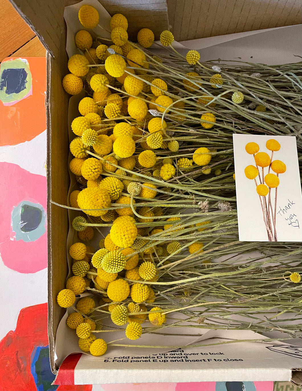 1/2 size box of billy buttons (very limited availability)